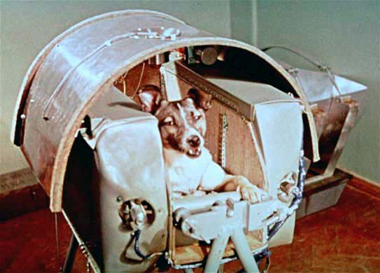 A view of Laika, Nov. 5, 1957, the female dog the Russians say is riding in outer space as a passenger aboard Sputnik II.  The Russians say the name is also the breed of a dog native to the far North, and is related to the larger husky and similar to the spitz or pomeranian.  The Laikas are known for their endurance. (AP Photo/NASA)